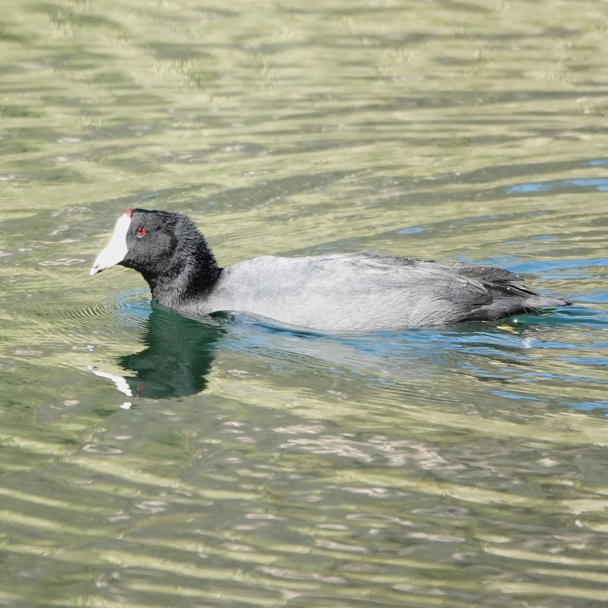 American Coot - ML644616291