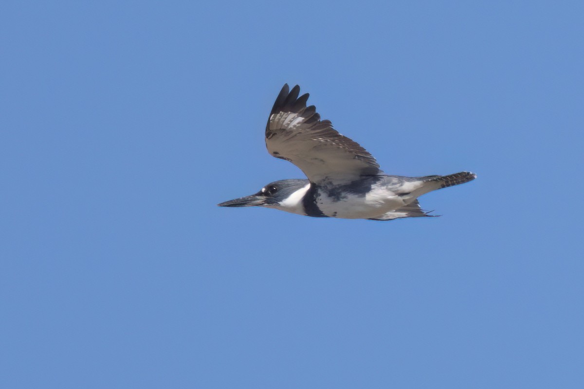Belted Kingfisher - ML644616292
