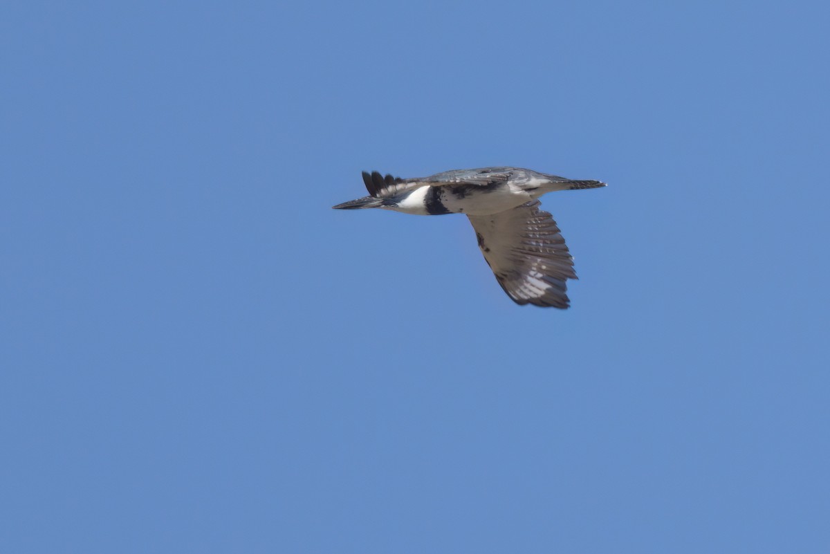 Belted Kingfisher - ML644616293