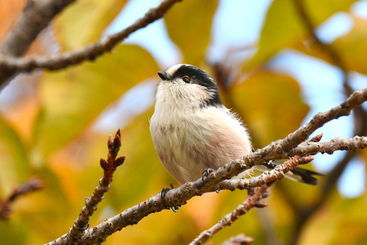 Long-tailed Tit - ML644616298