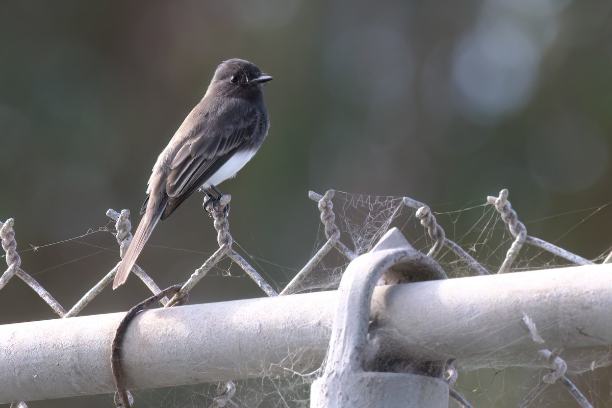 Mosquero Negro - ML644616300