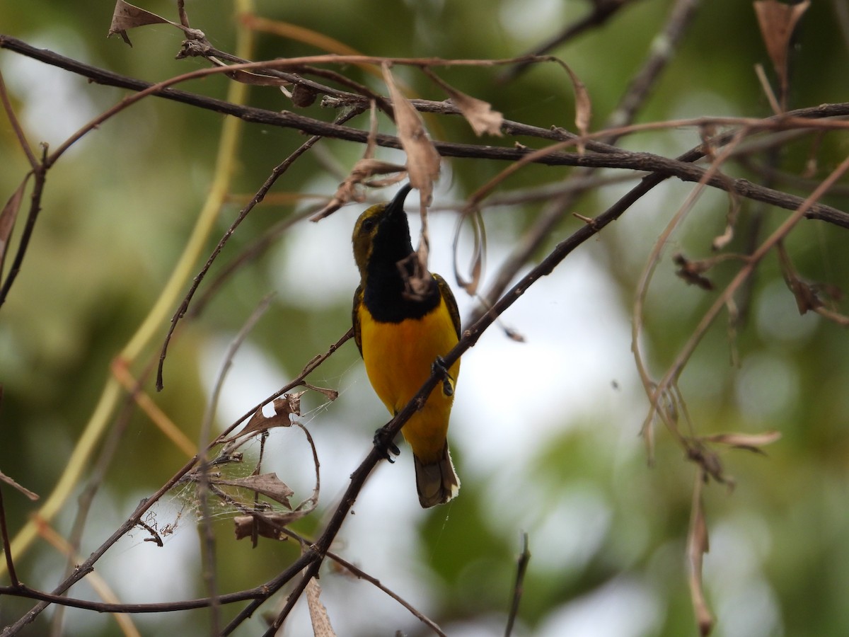 Sahul Sunbird - ML644616302