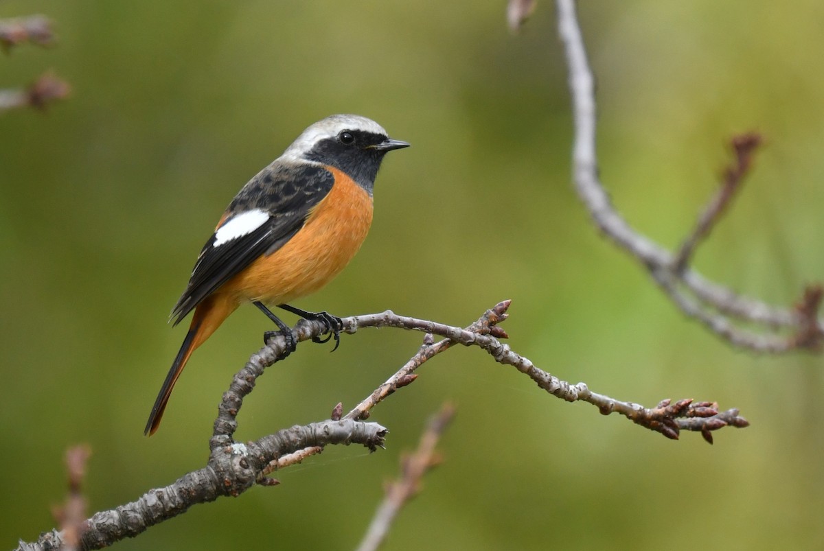 Daurian Redstart - ML644616305