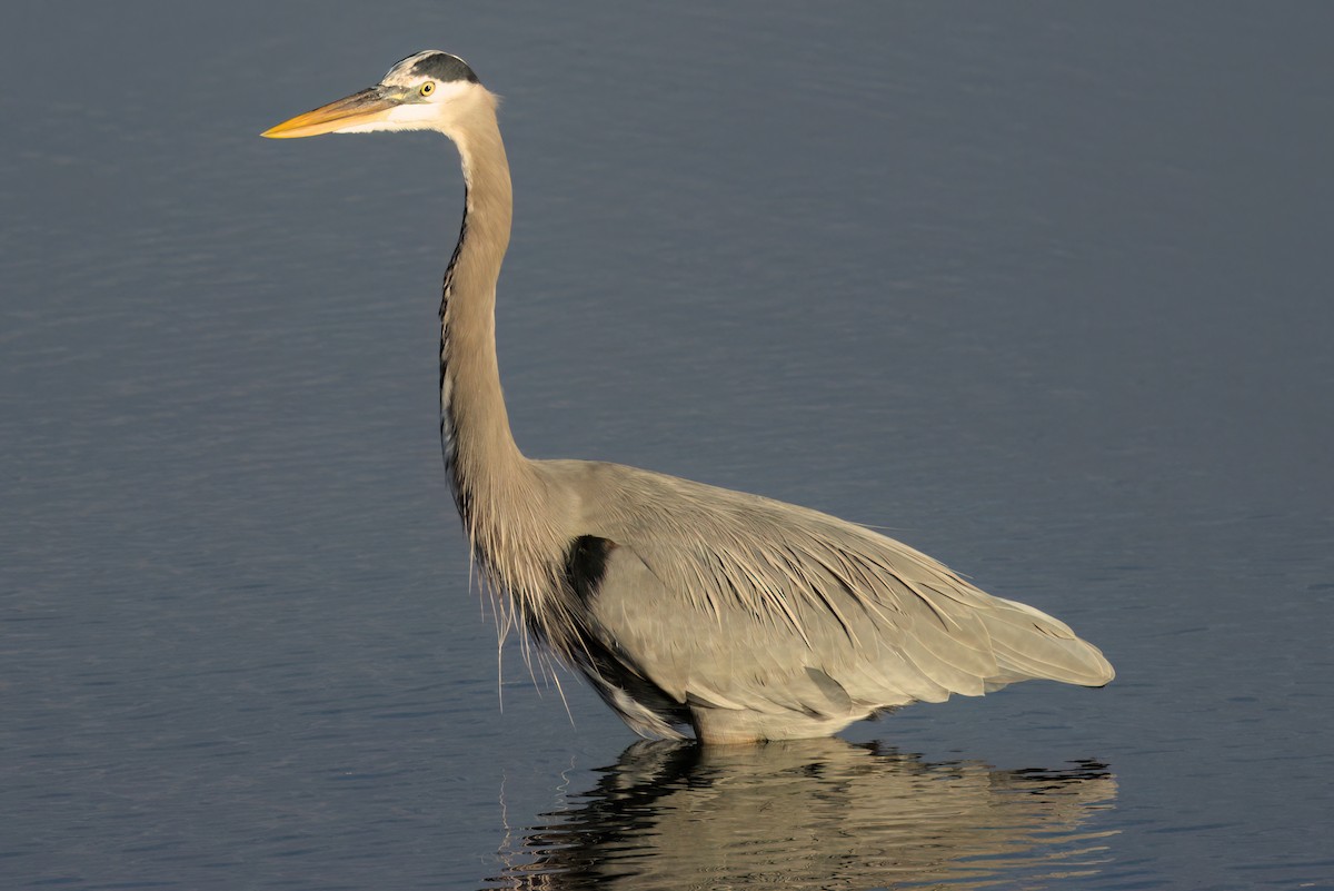 Great Blue Heron - ML644616310