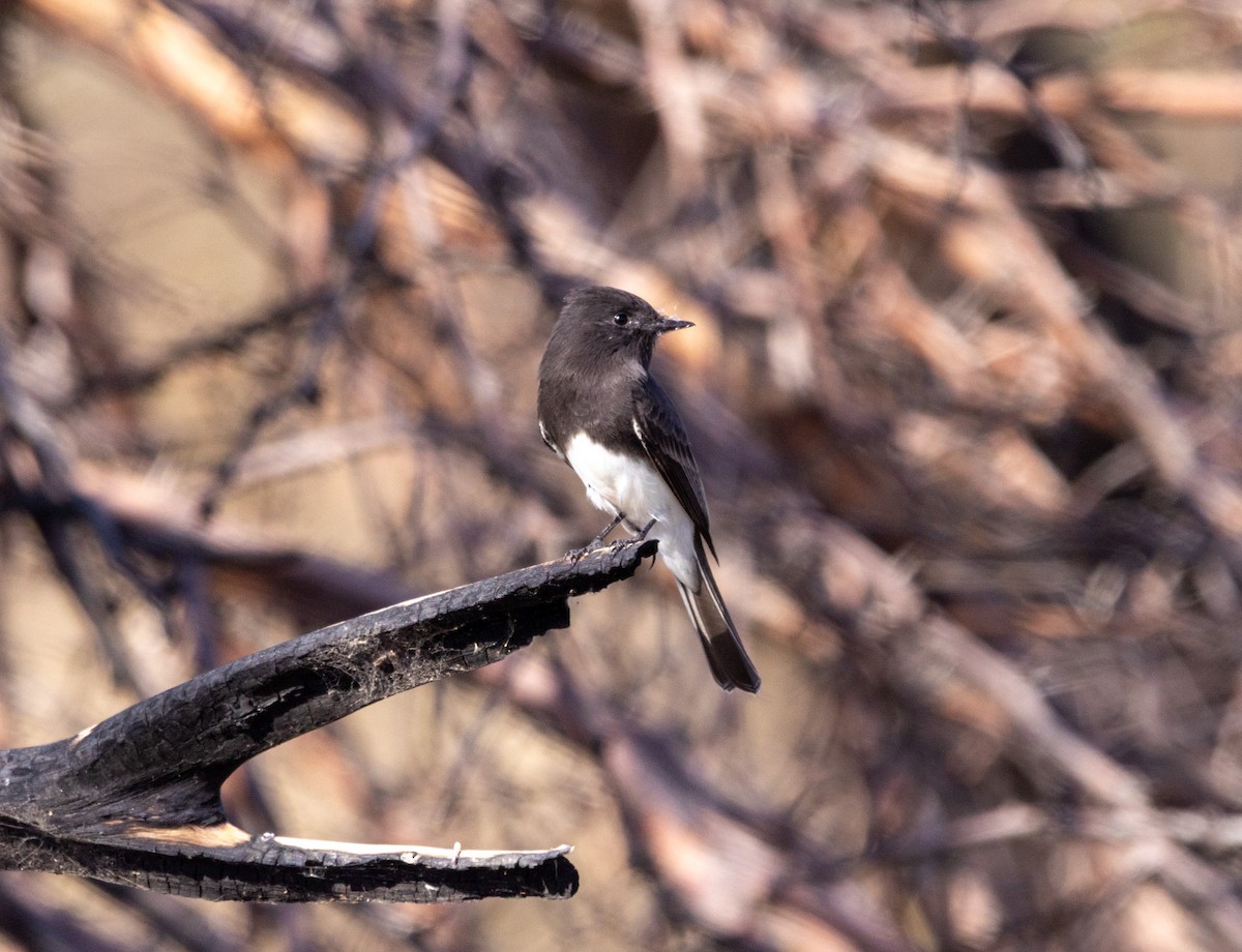 Mosquero Negro - ML644616311