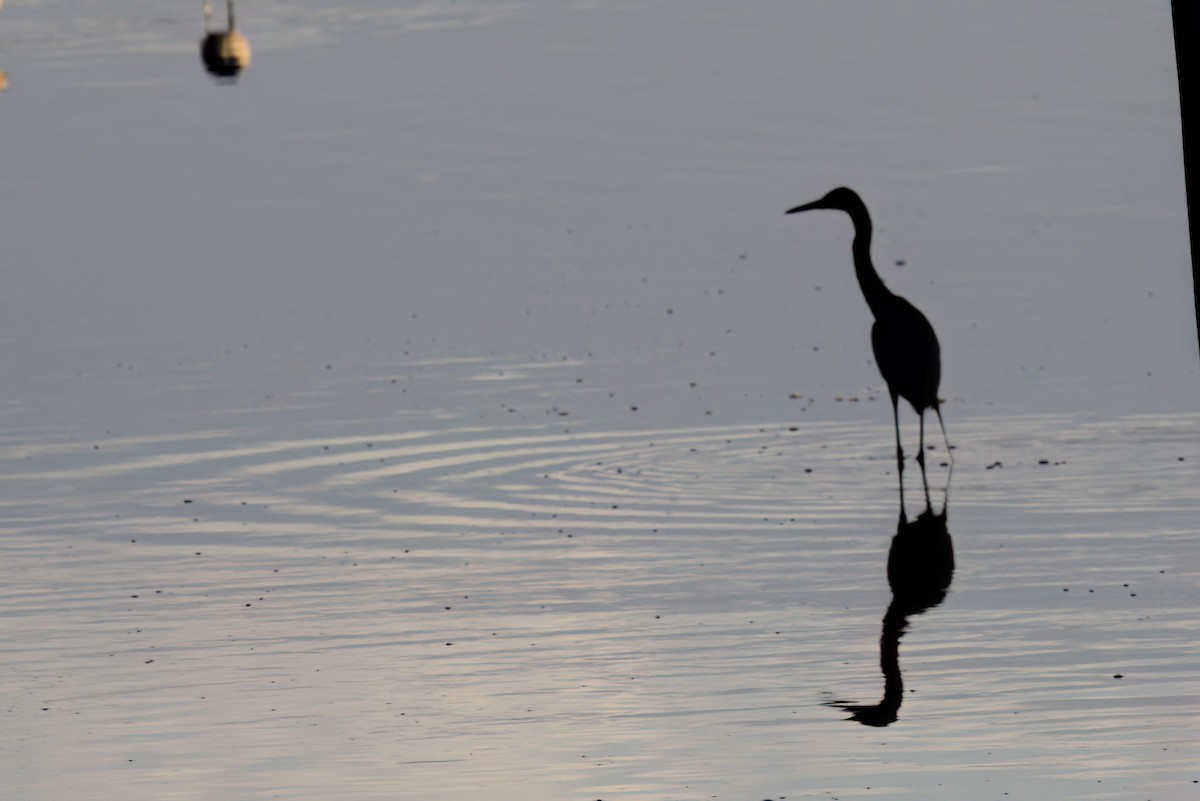 Rötelreiher - ML644616314