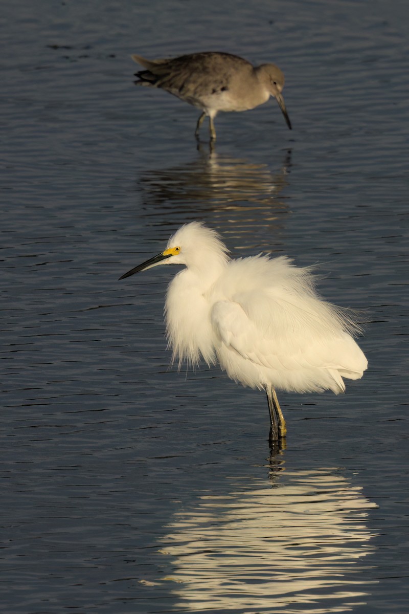Snowy Egret - ML644616315