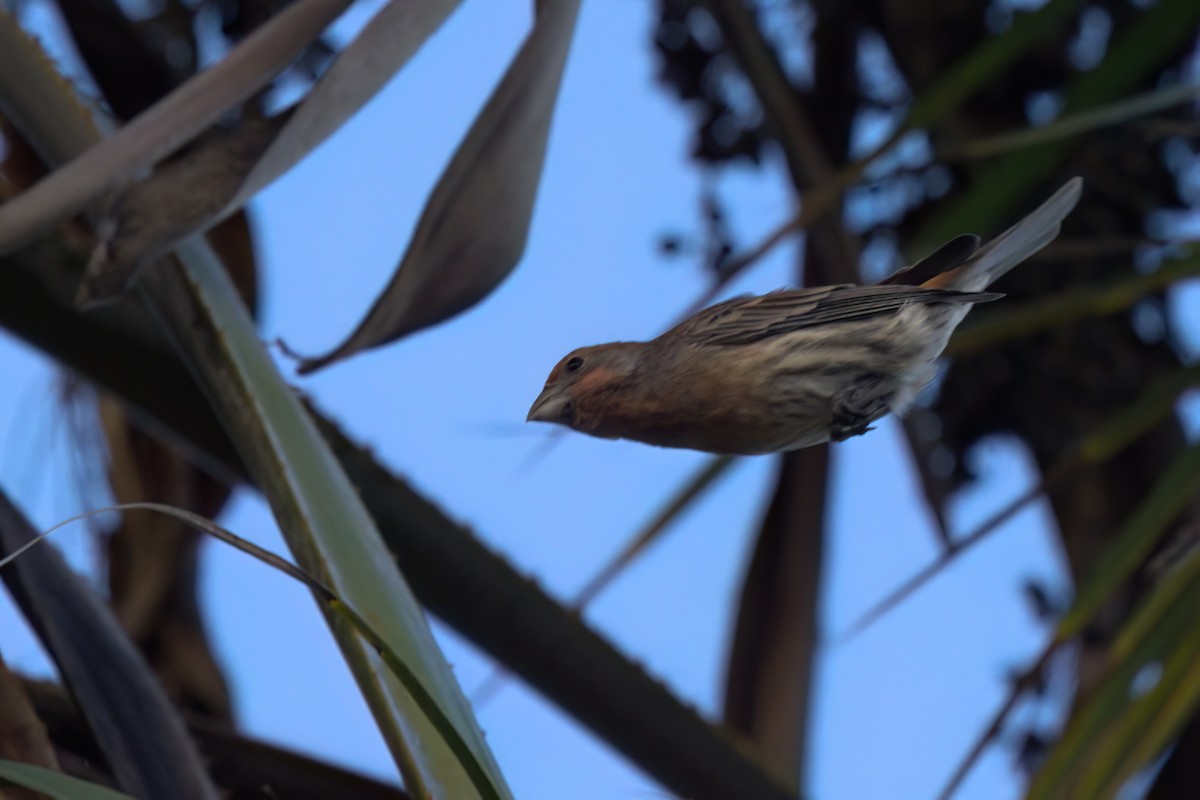 House Finch - ML644616316