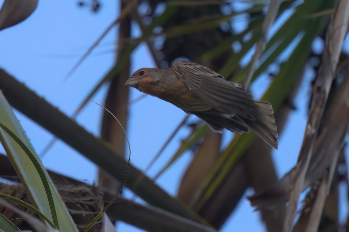 House Finch - ML644616317