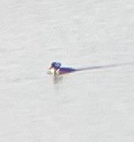 morčák chocholatý - ML644616318