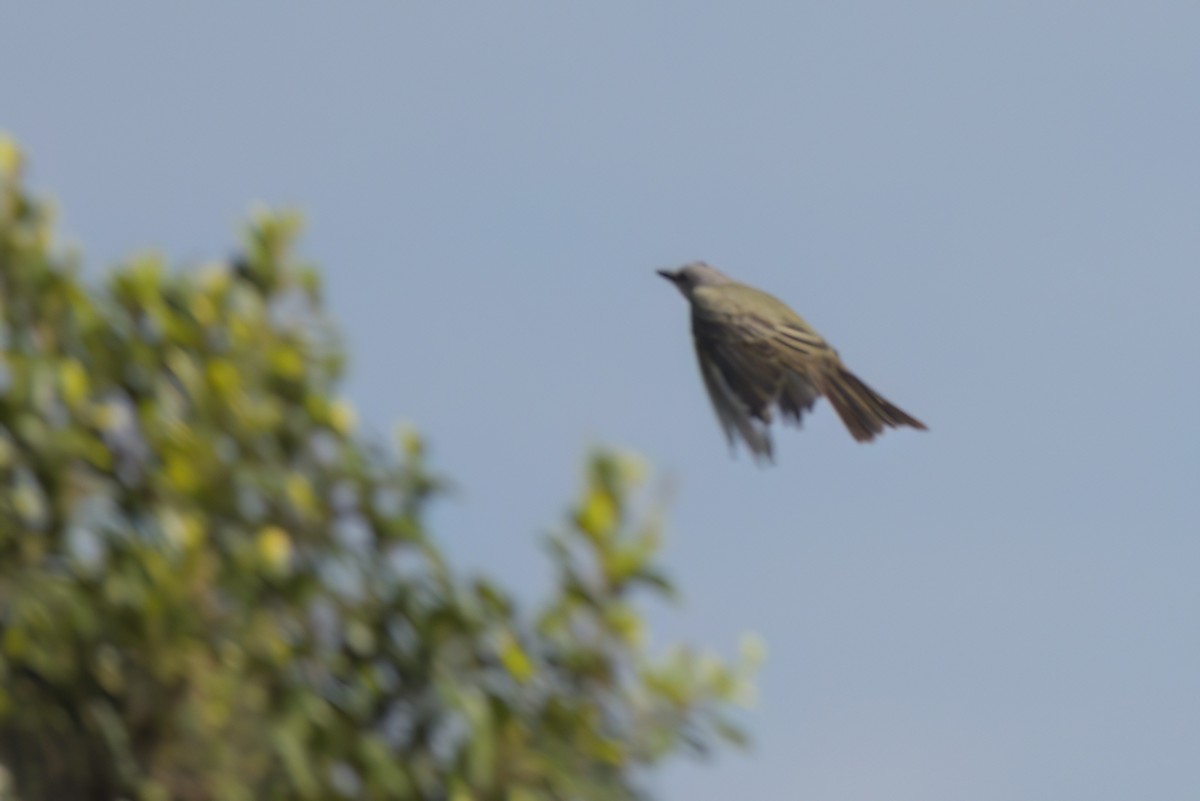 Tropical Kingbird - ML644616319
