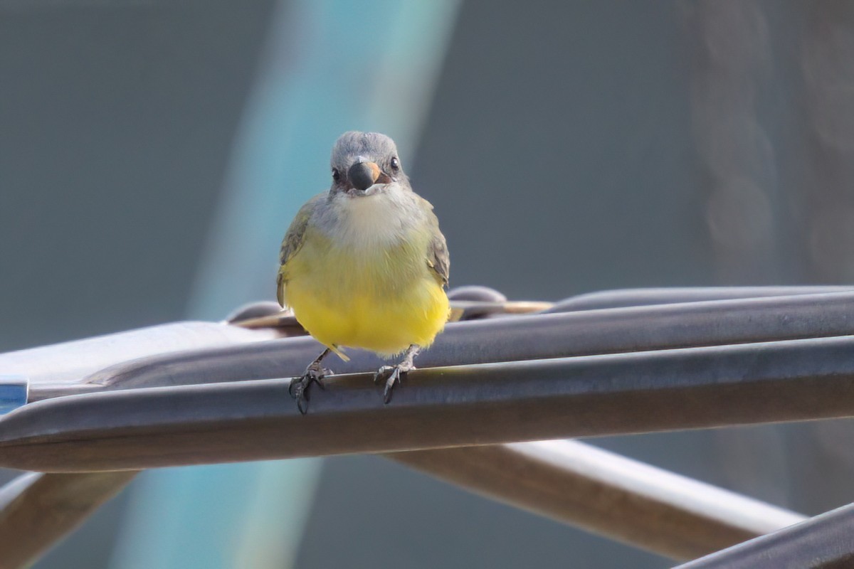 Tropical Kingbird - ML644616320