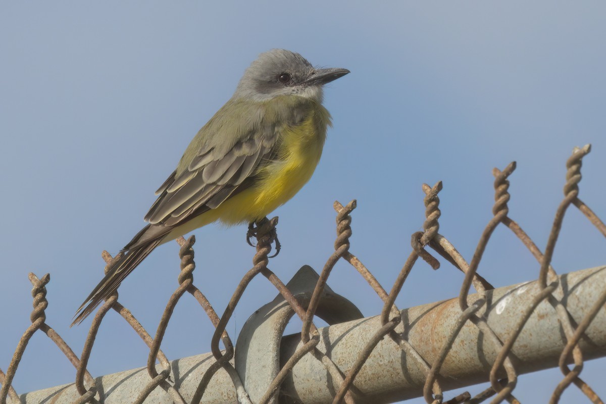 Tropical Kingbird - ML644616321