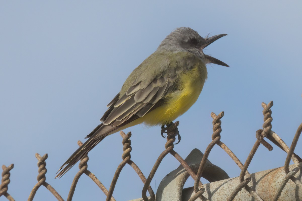 Tropical Kingbird - ML644616322