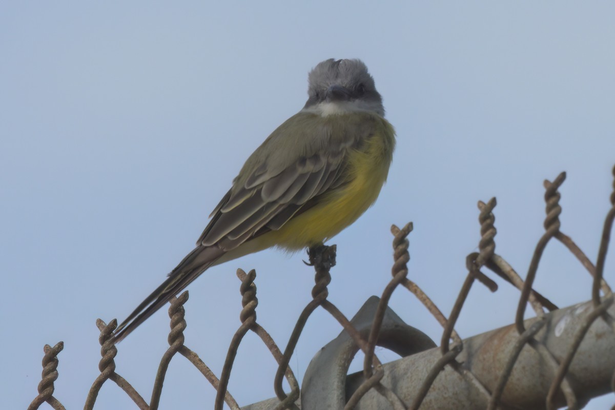 Tropical Kingbird - ML644616323