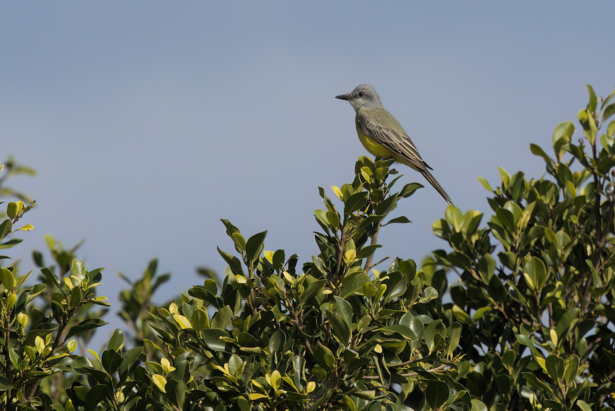 Tropical Kingbird - ML644616324