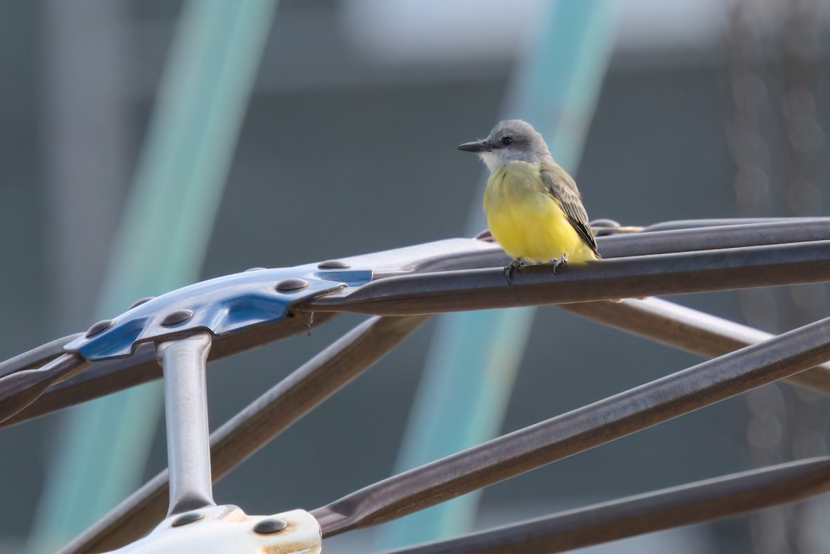 Tropical Kingbird - ML644616325