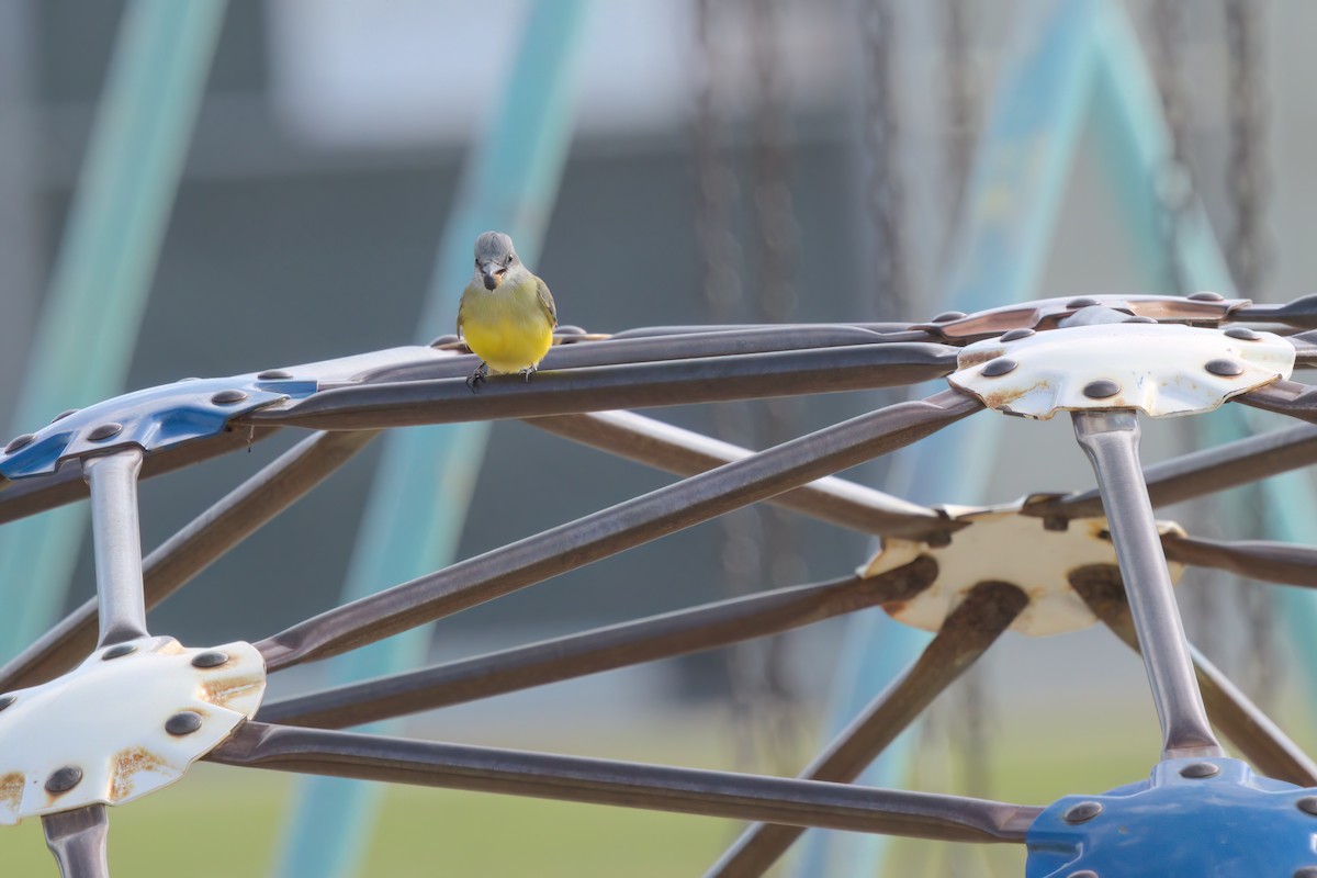 Tropical Kingbird - ML644616326