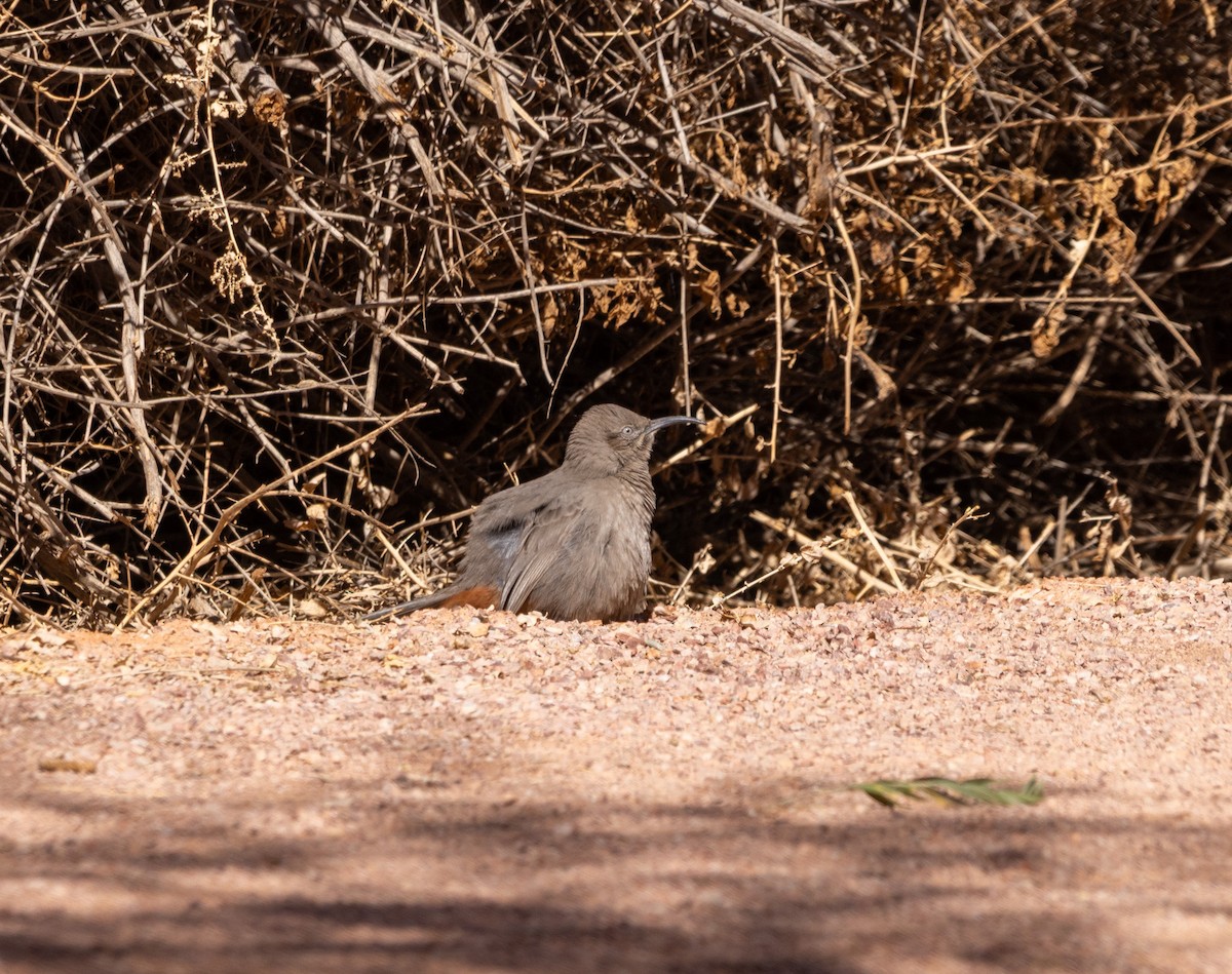 Crissal Thrasher - ML644616327