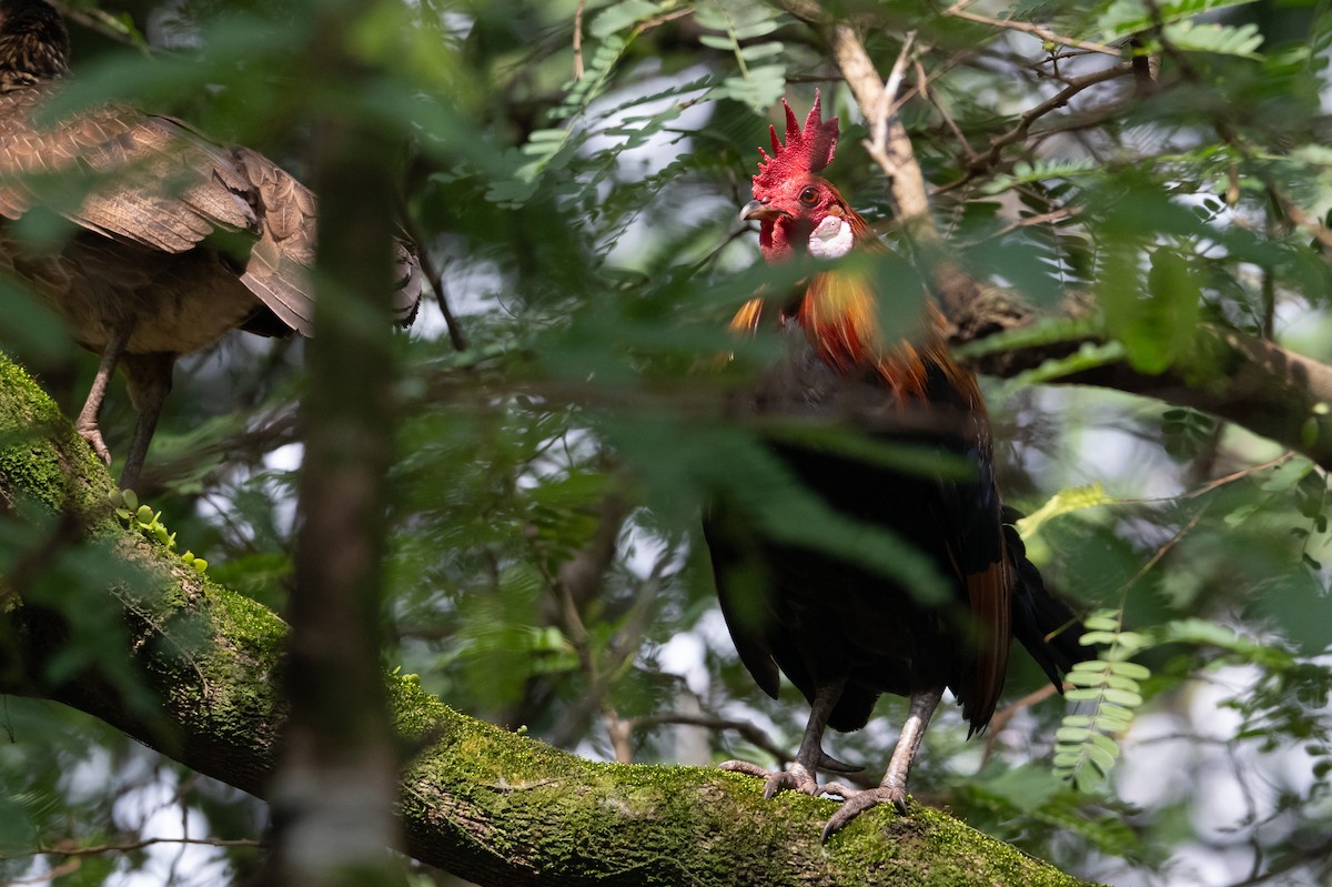 Red Junglefowl - ML644616332