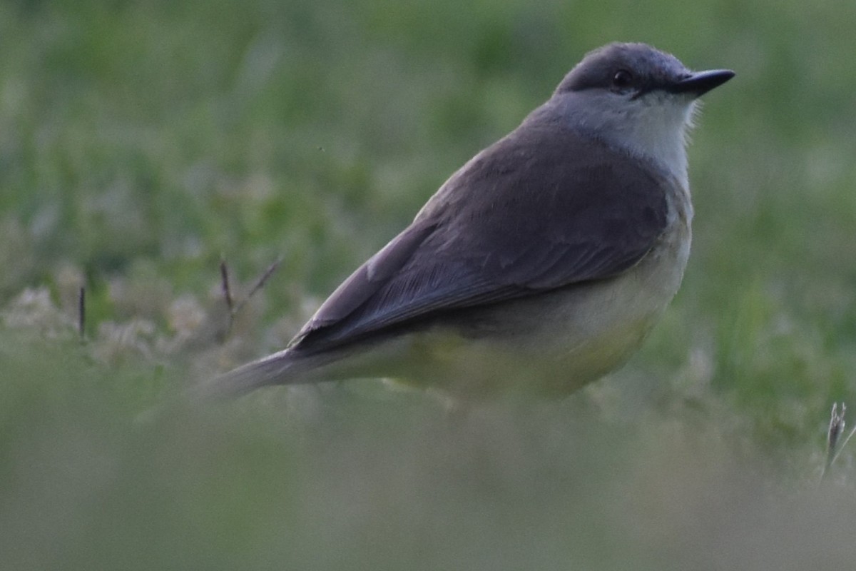 Cattle Tyrant - ML644616337