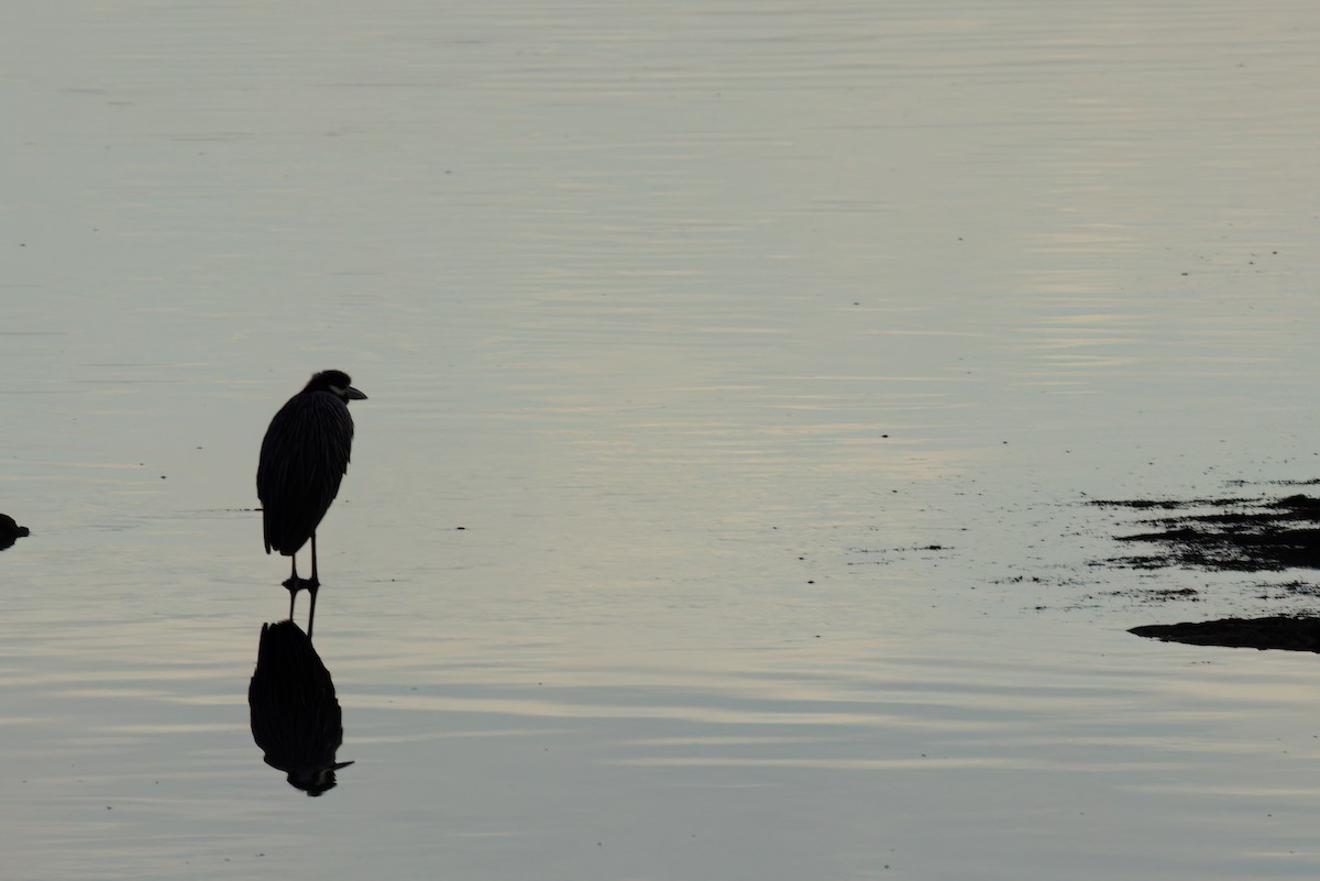 אנפת לילה צהובת-כיפה - ML644616338