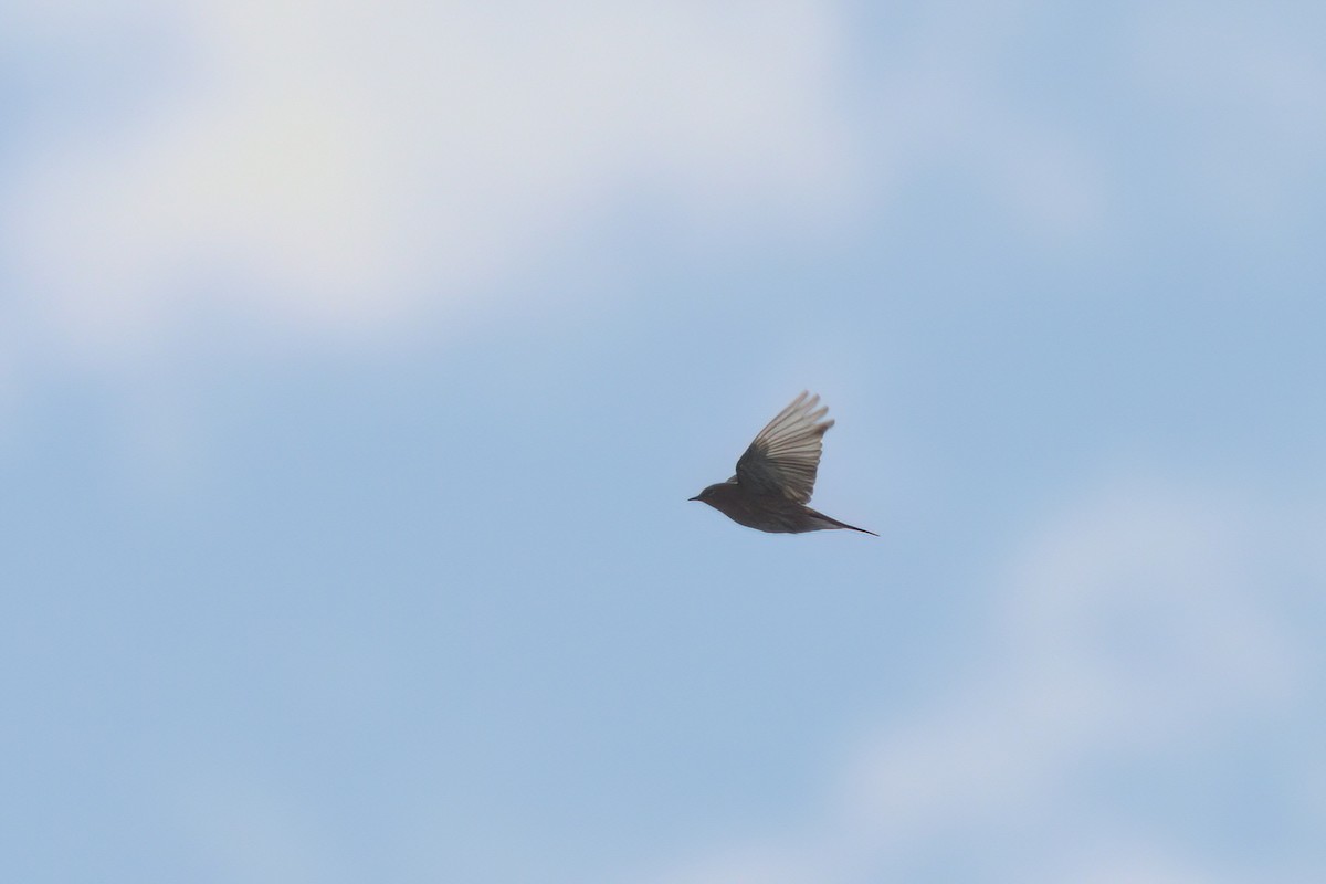 Yellow-rumped Warbler (Audubon's) - ML644616341