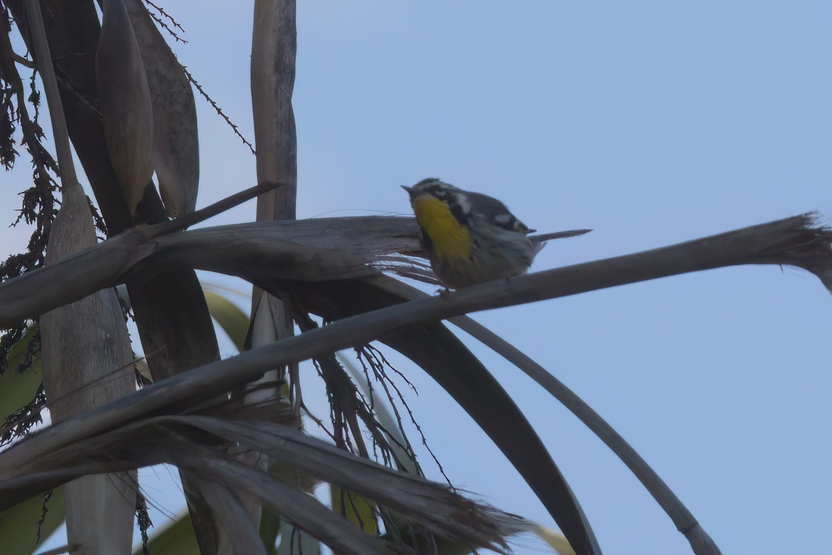 Yellow-throated Warbler - ML644616347