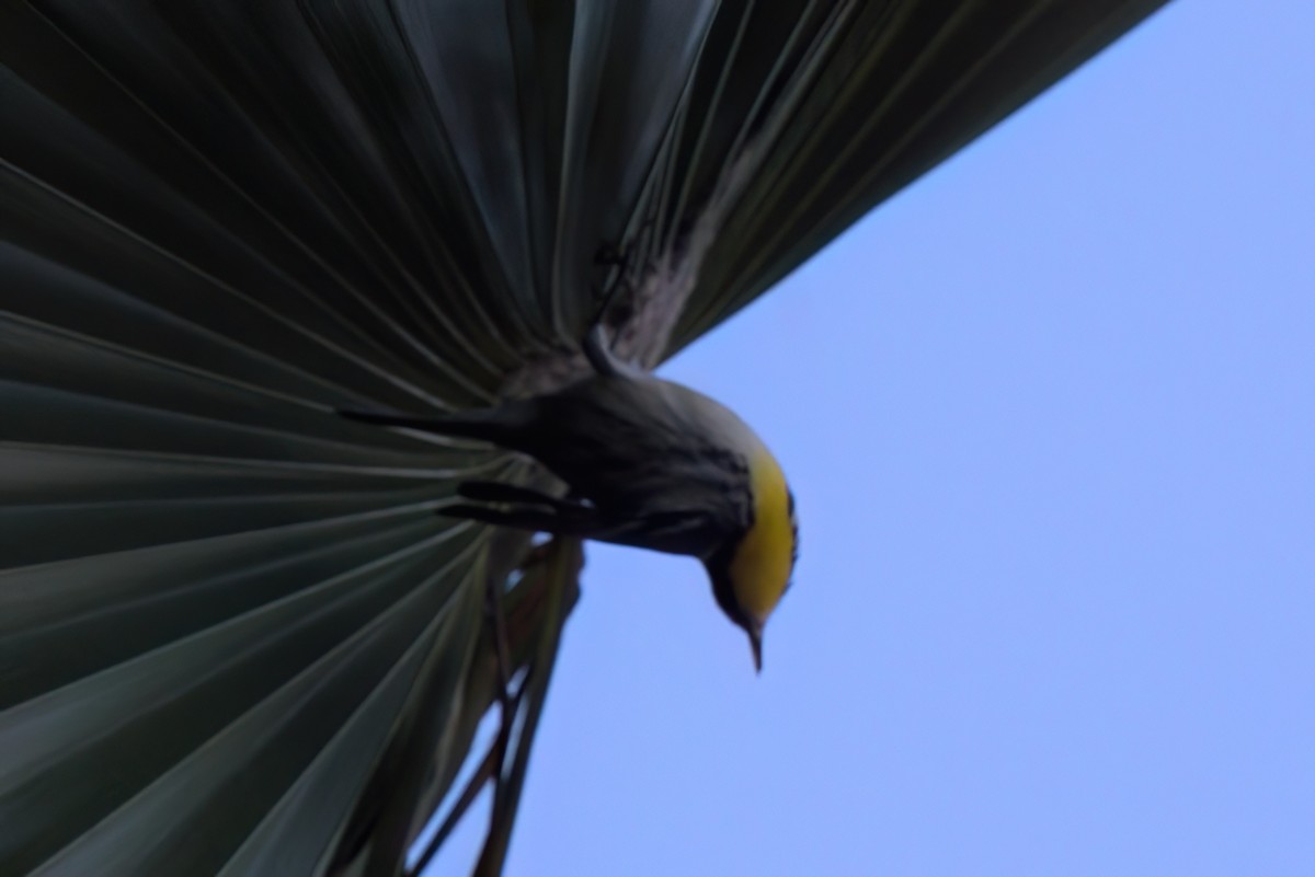 Yellow-throated Warbler - ML644616348