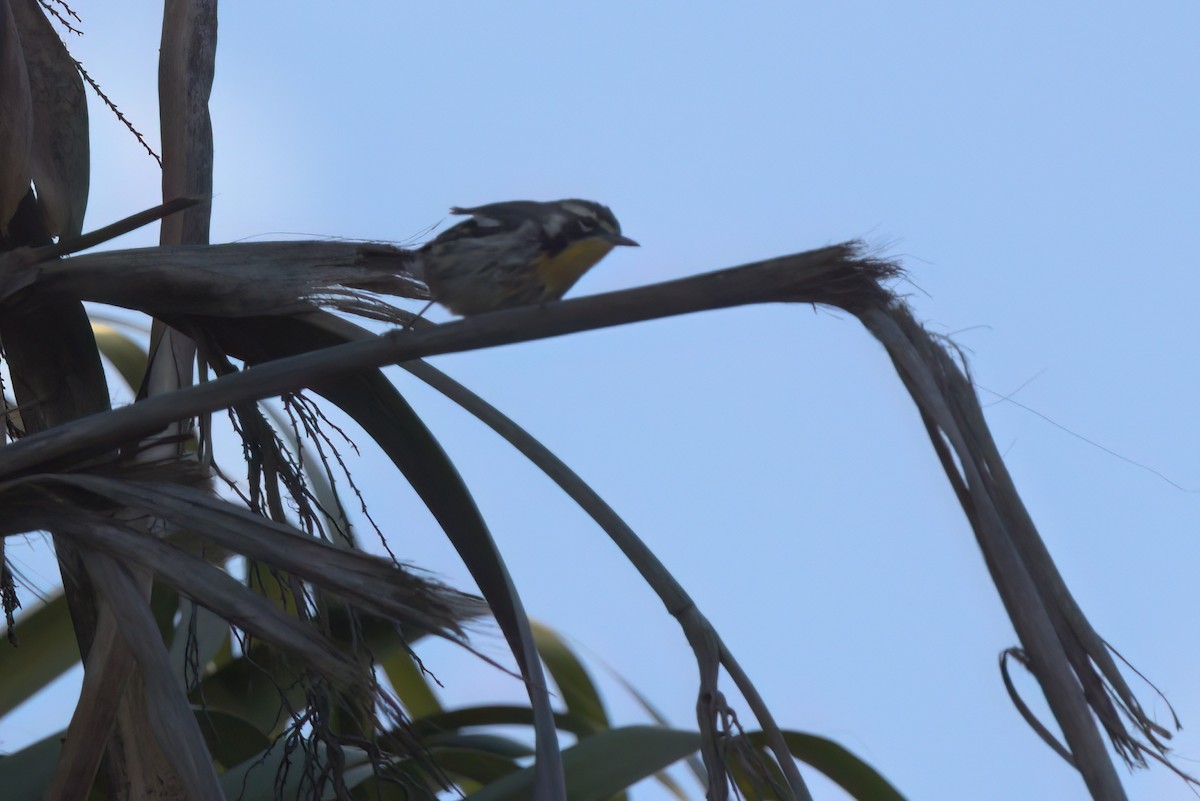 Yellow-throated Warbler - ML644616349