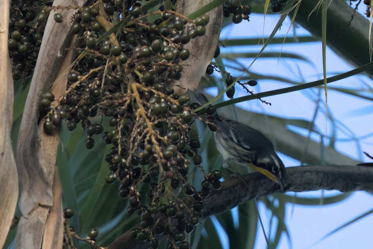 Yellow-throated Warbler - ML644616350