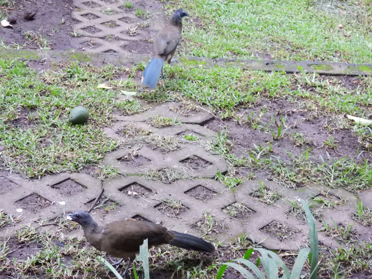 ムジヒメシャクケイ - ML644616356