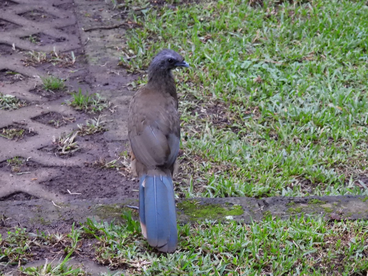 ムジヒメシャクケイ - ML644616357