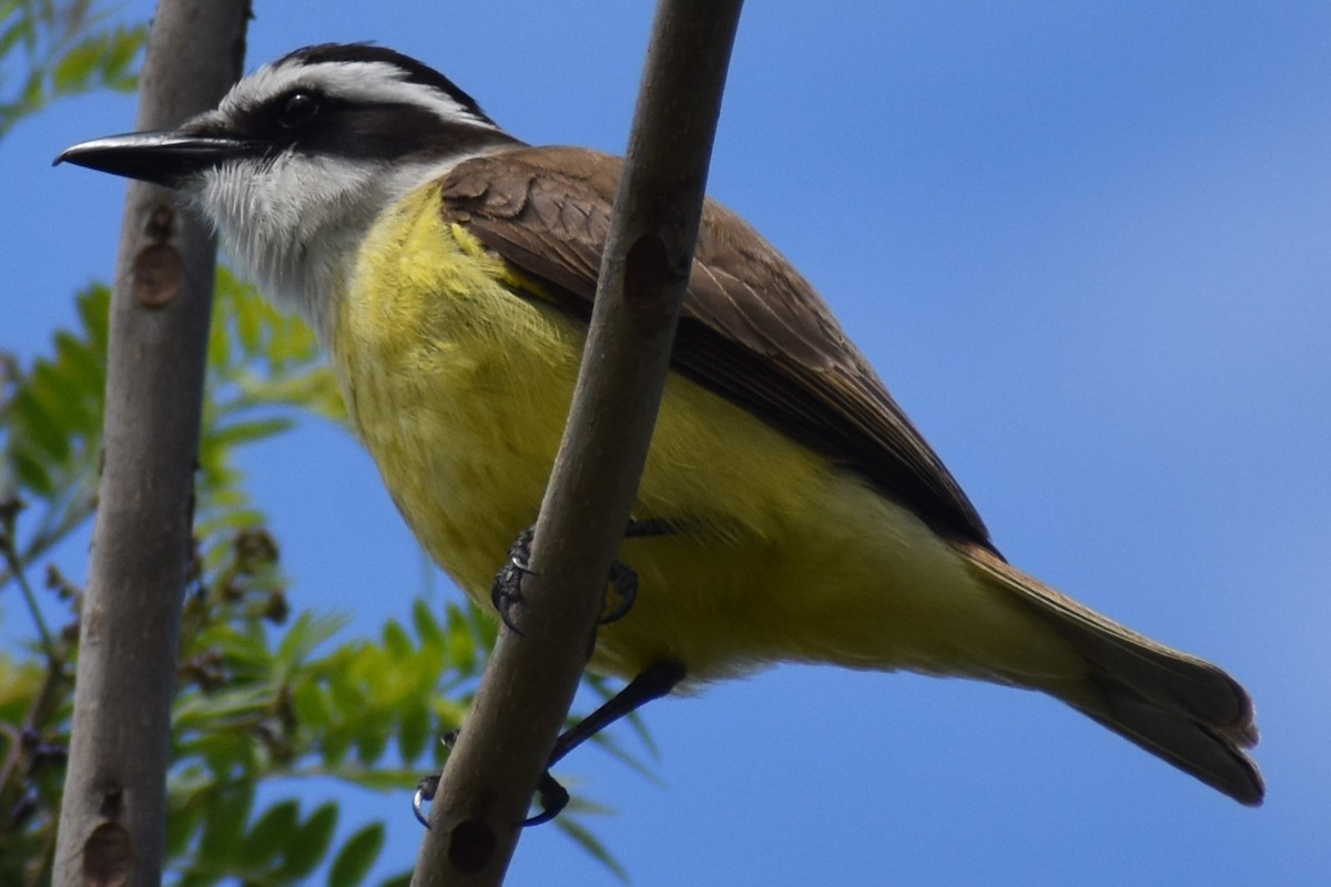 キバラオオタイランチョウ - ML644616359