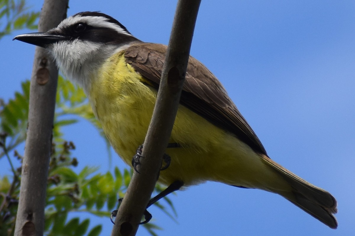 キバラオオタイランチョウ - ML644616360