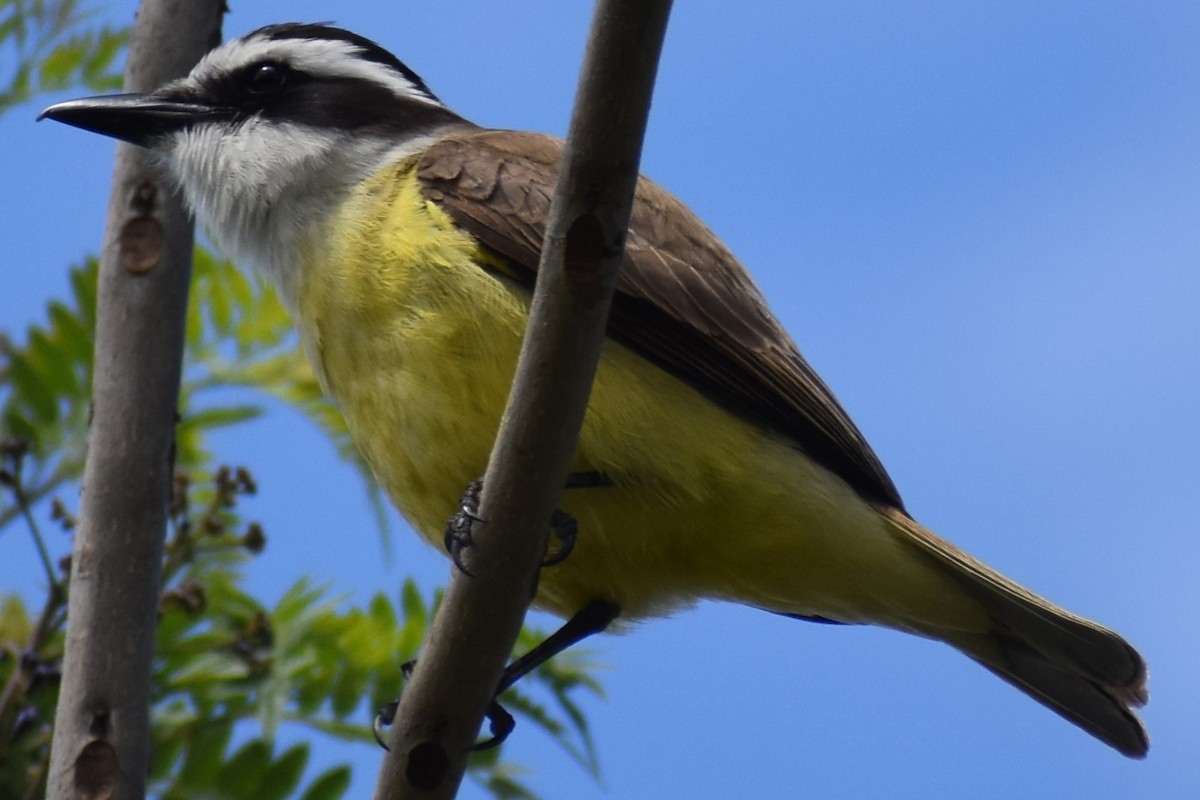 キバラオオタイランチョウ - ML644616361