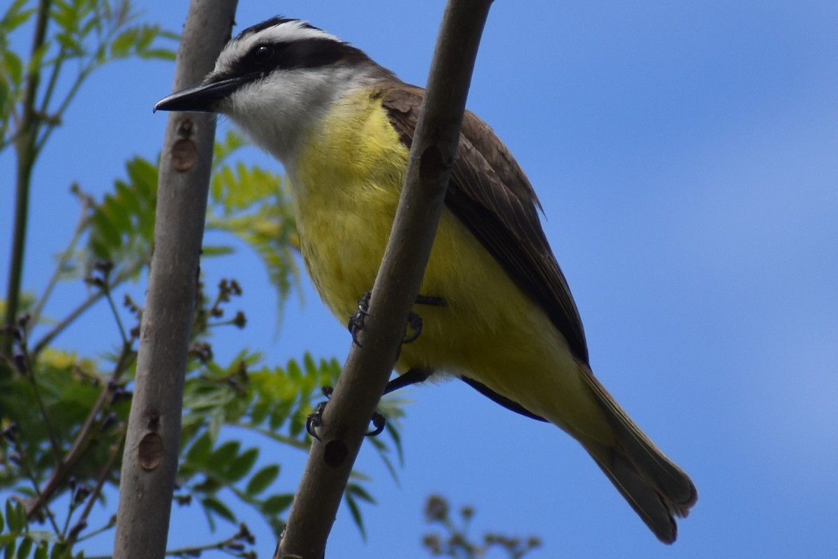 キバラオオタイランチョウ - ML644616362