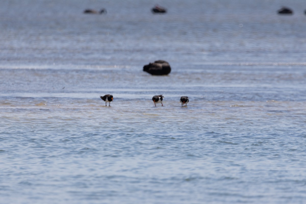 ústřičník dlouhozobý - ML644616363