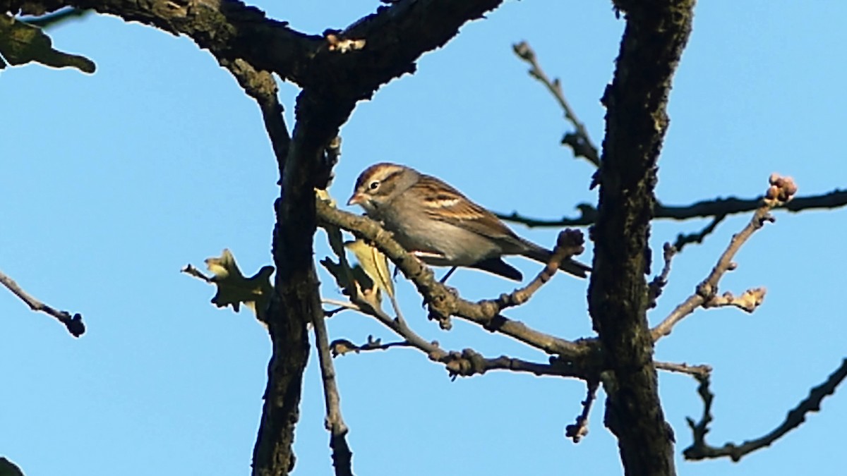 Cırcır Sesli Serçe - ML644616366