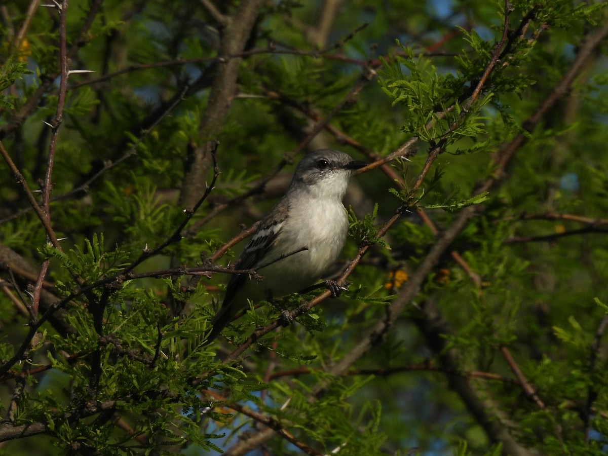 Suiriri Flycatcher - ML644616369