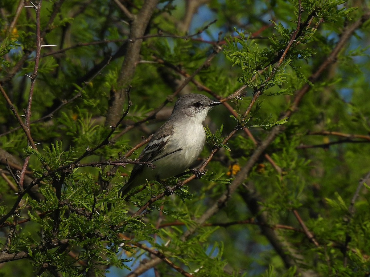 Suiriri Flycatcher - ML644616370