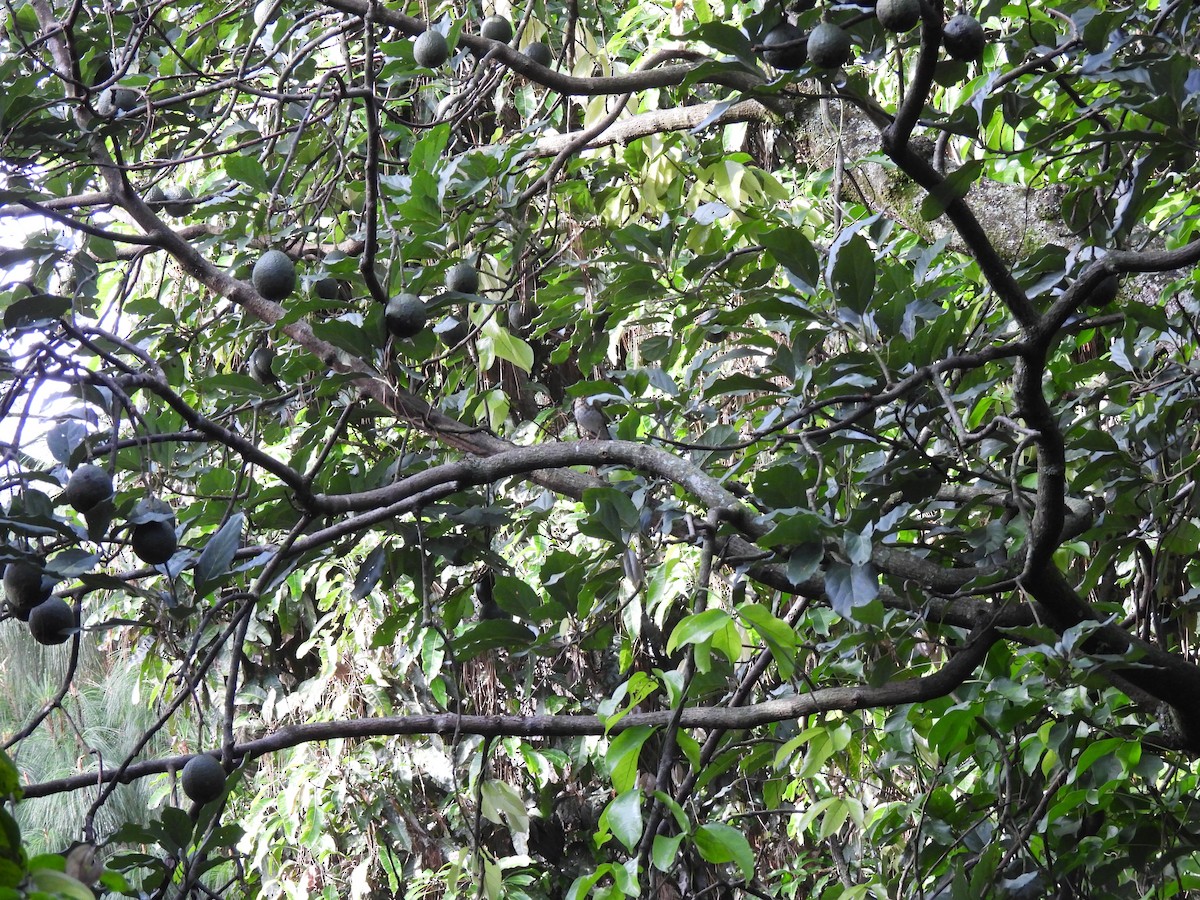 Swainson's Thrush - ML644616391