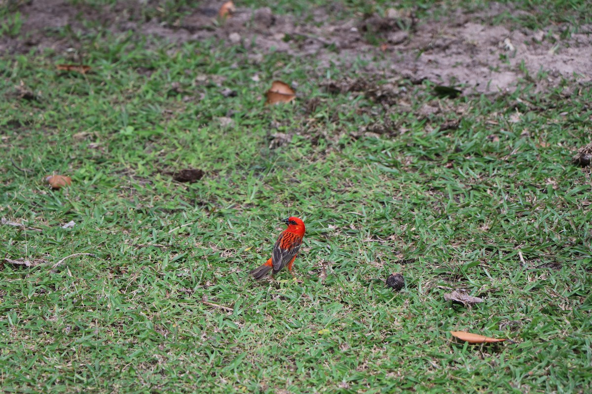 Red Fody - ML644616397