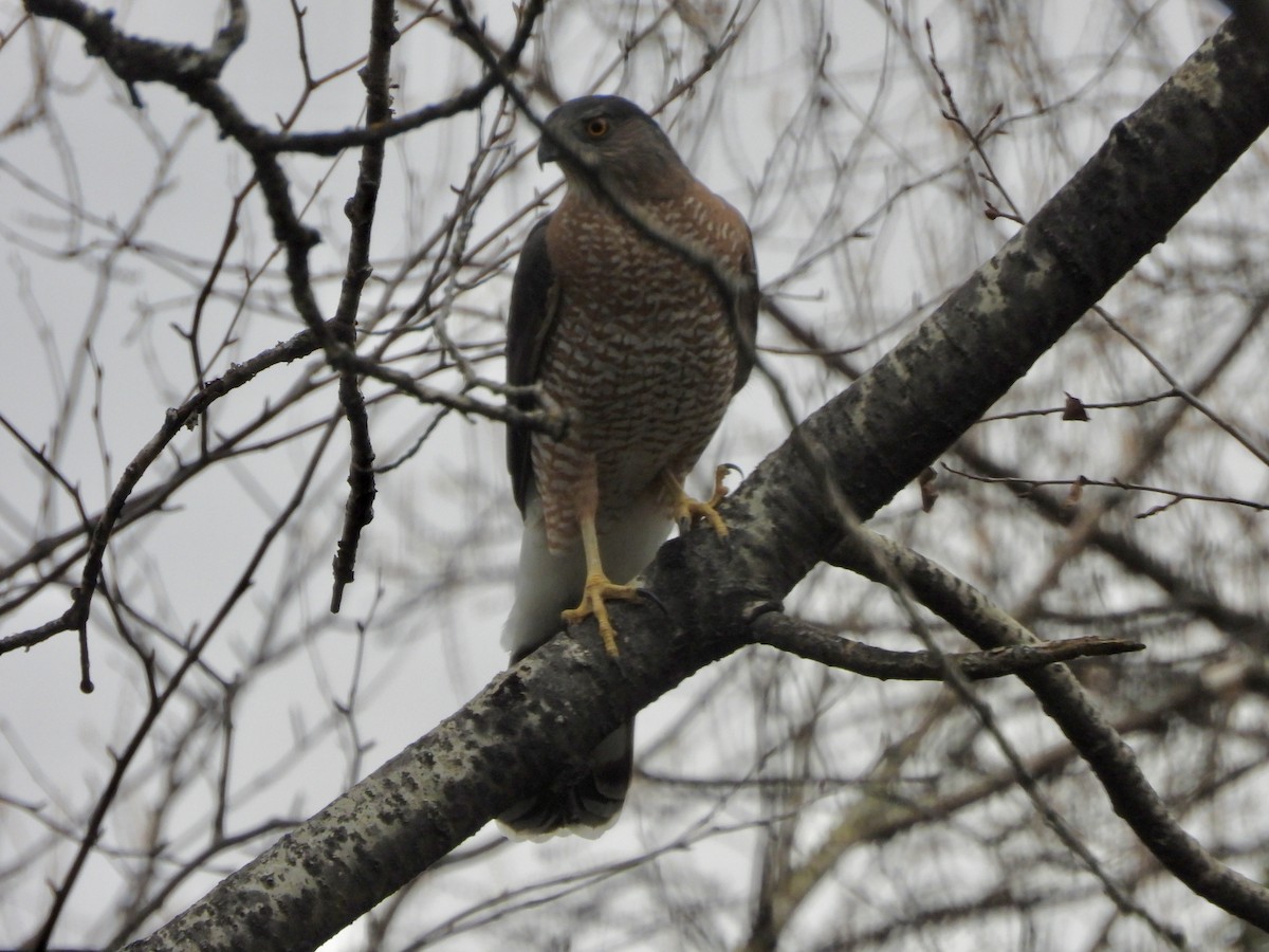 trostehauk - ML644616408