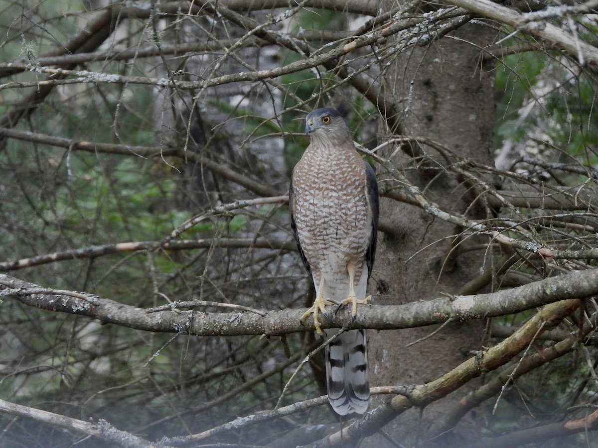 trostehauk - ML644616409