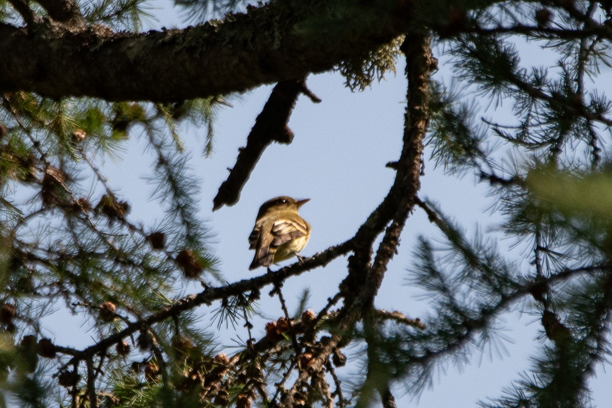 Mosquero Ventriamarillo - ML644616419