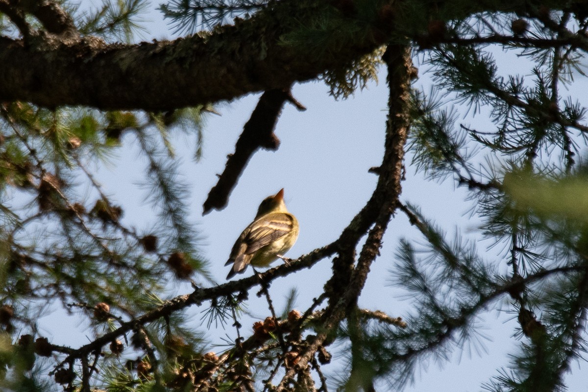 Mosquero Ventriamarillo - ML644616420