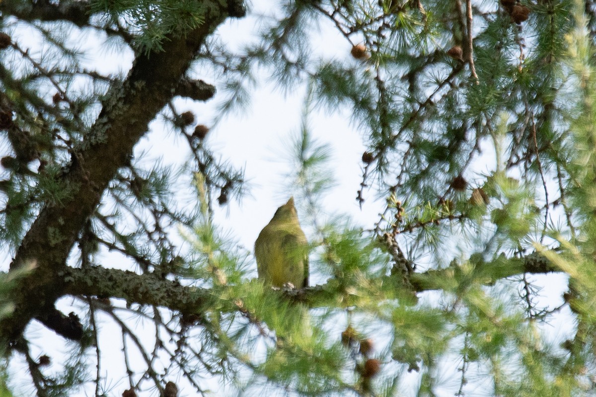Mosquero Ventriamarillo - ML644616421