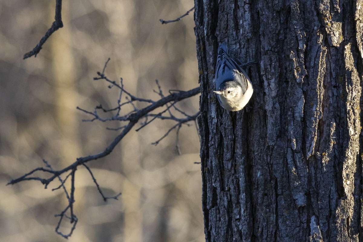 Sittelle à poitrine blanche - ML644616422