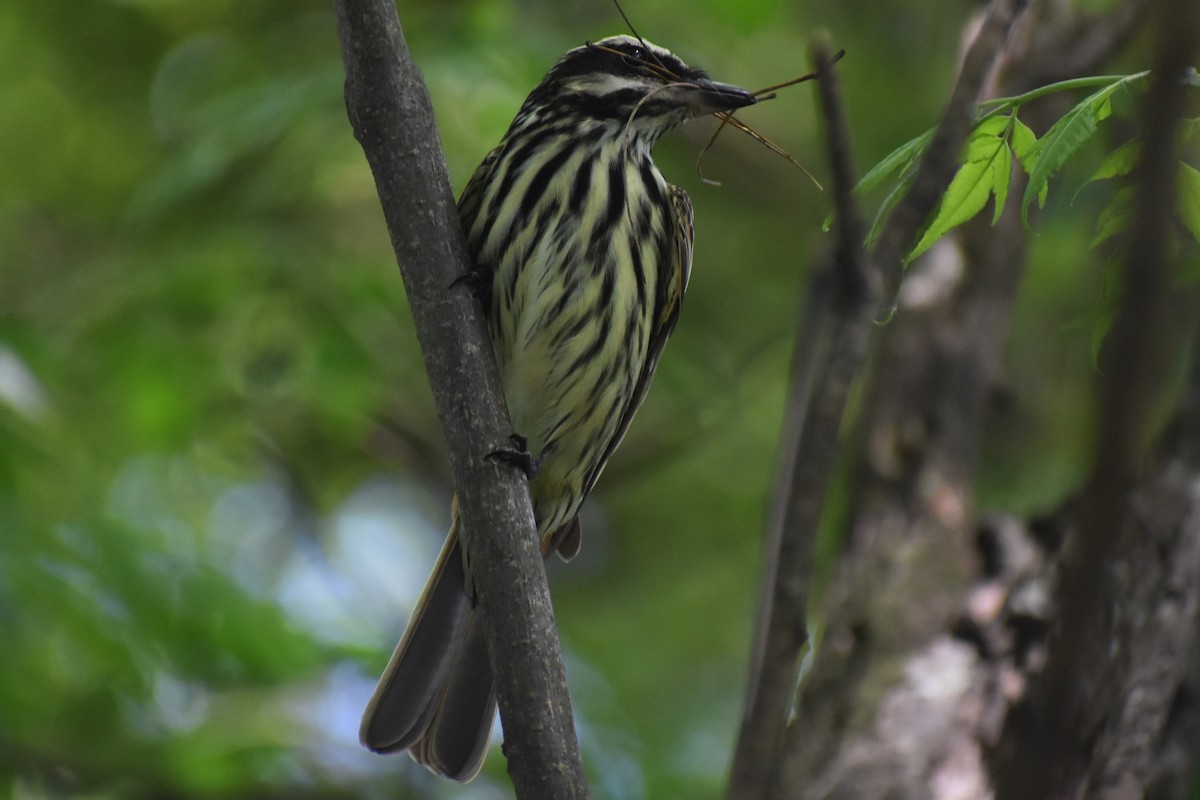 Streaked Flycatcher - ML644616443
